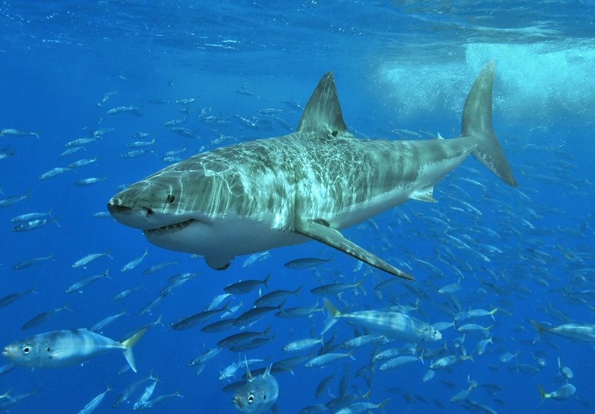 Žraloku bílému by mohlo kvůli masivnímu lovu hrozit vyhynutí